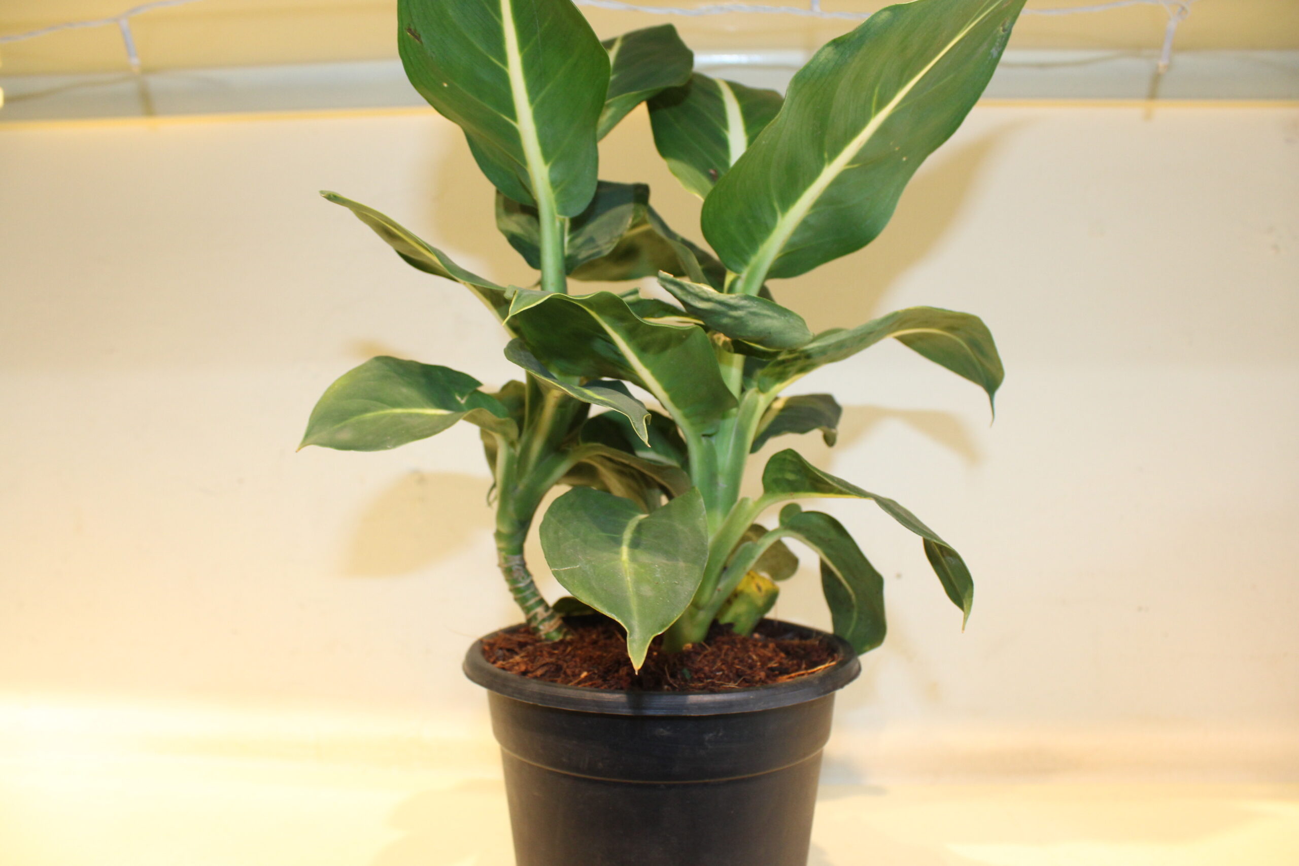 Dieffenbachia green magic with pot (350)