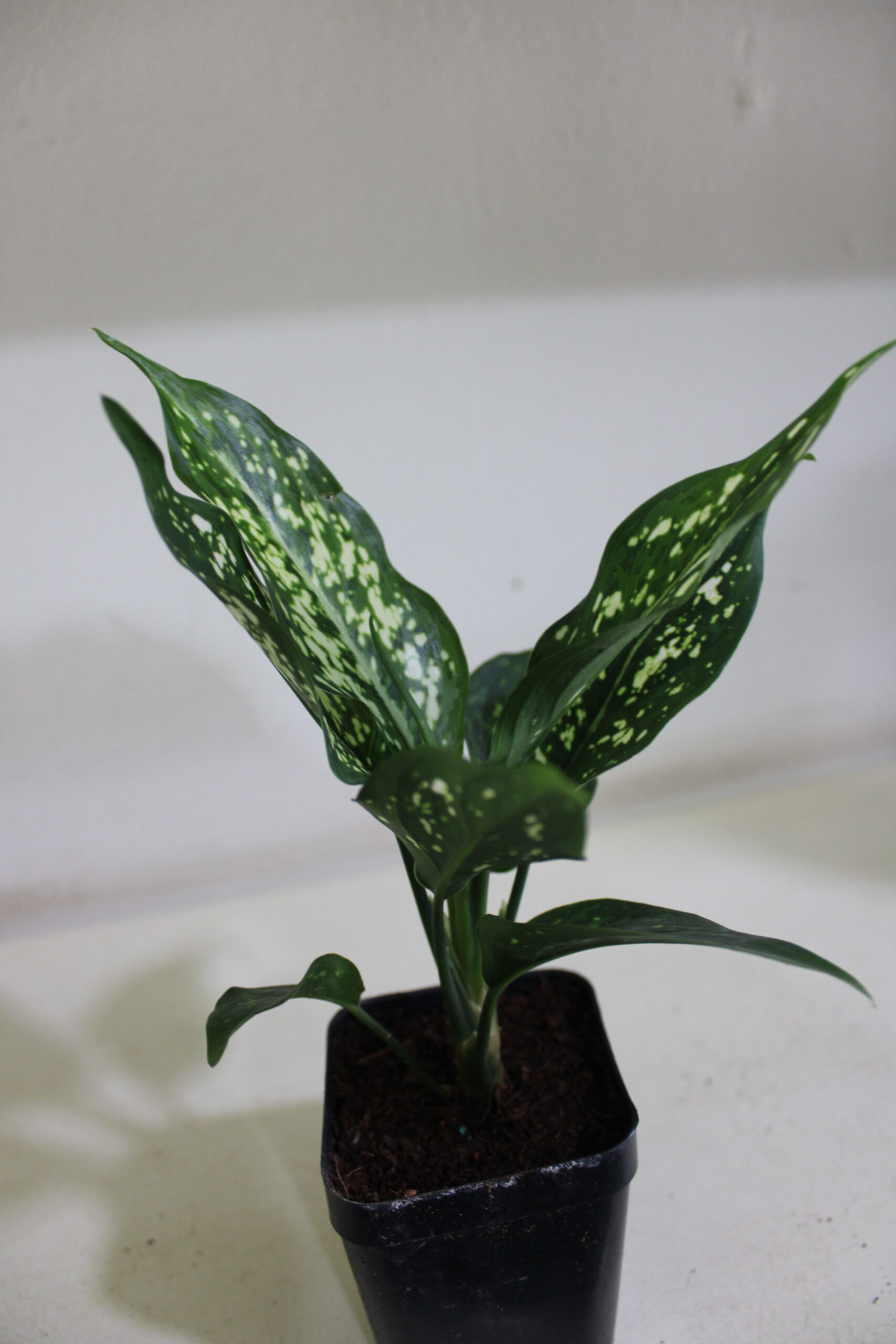 aglaonema green ice with pot (200)