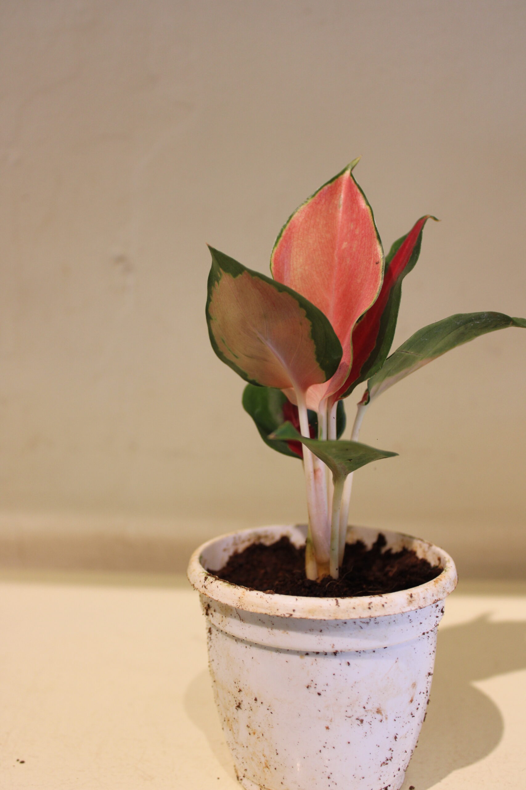 aglaonema suksum red with pot (180)