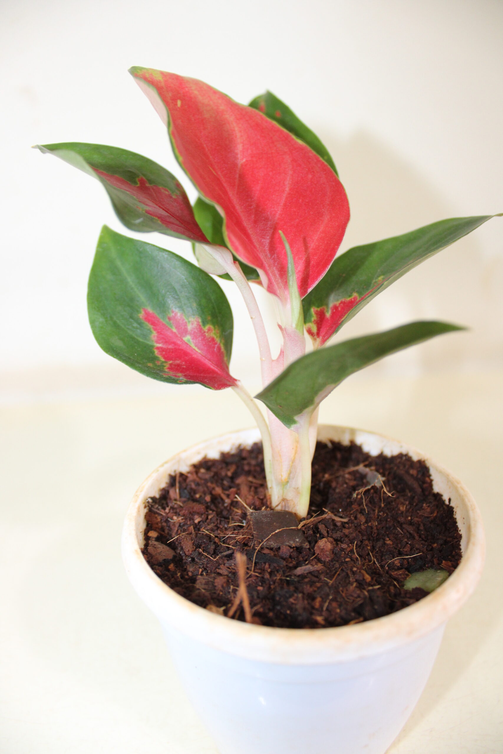 aglaonema sukum red with pot (200)