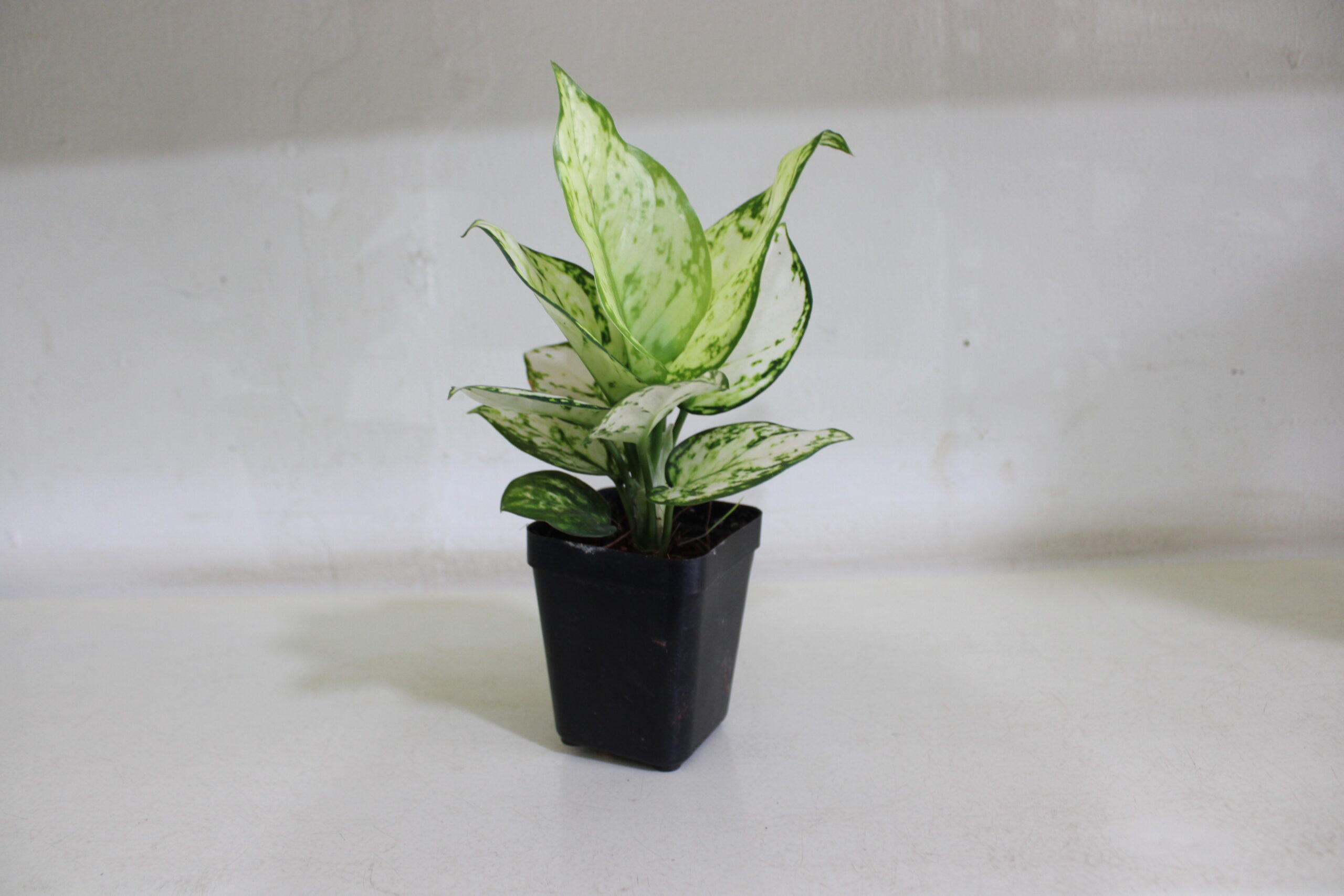 aglaonema white beauty with pot (200)