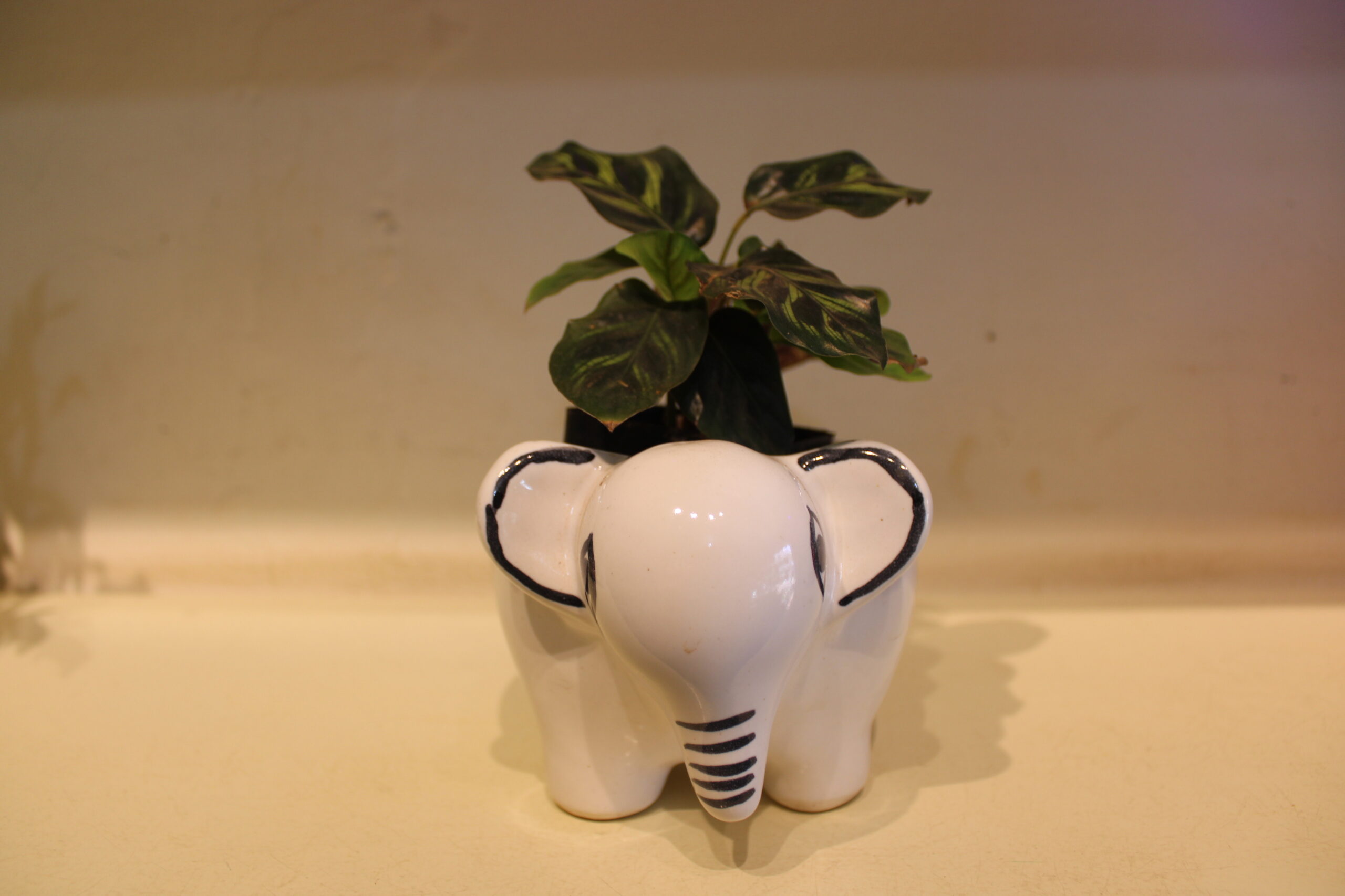 calathea with ceramic elephant shaped pot (400)