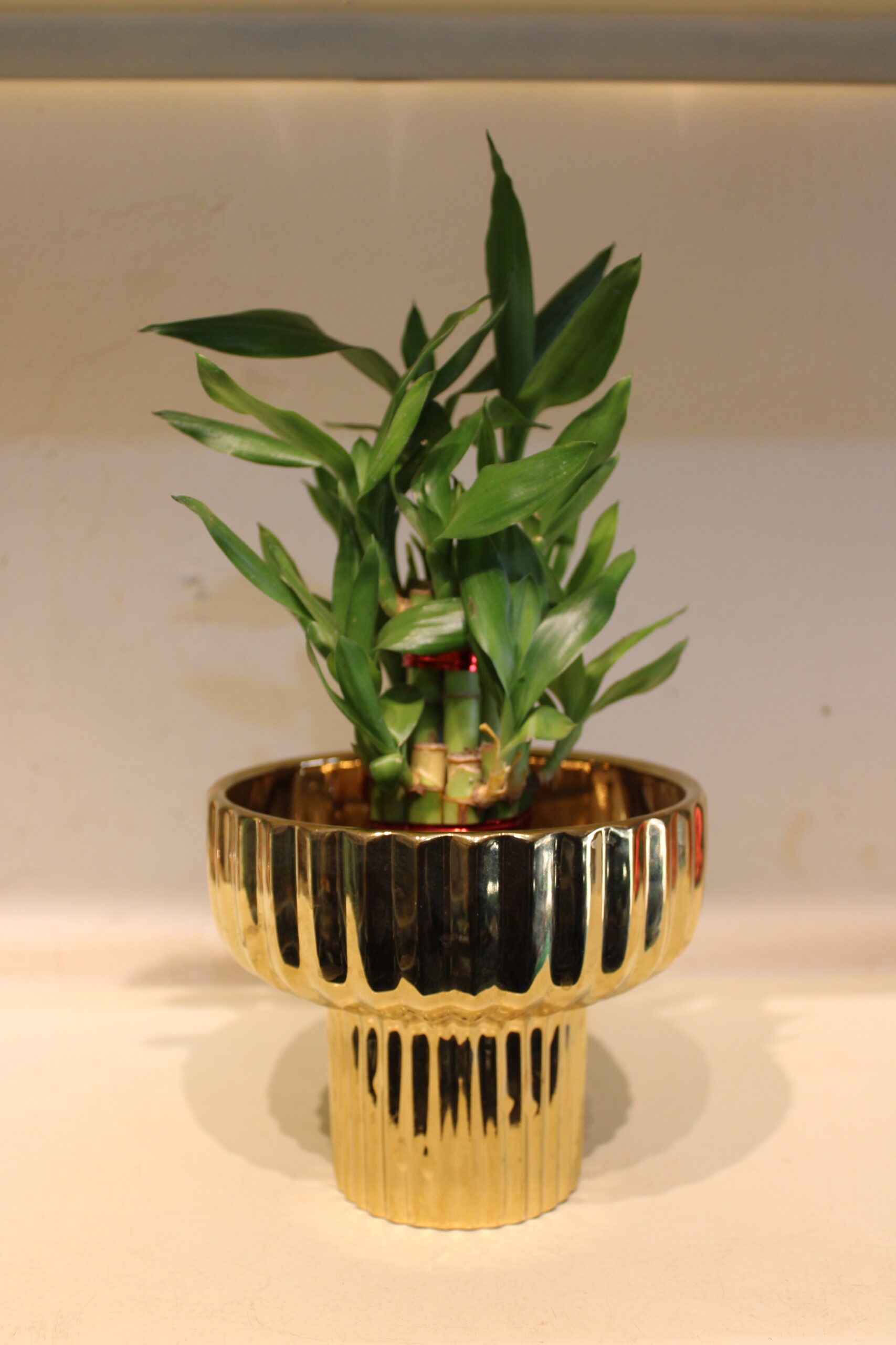 lucky bamboo 2 layer with glass bowl and ceramic planter (700)