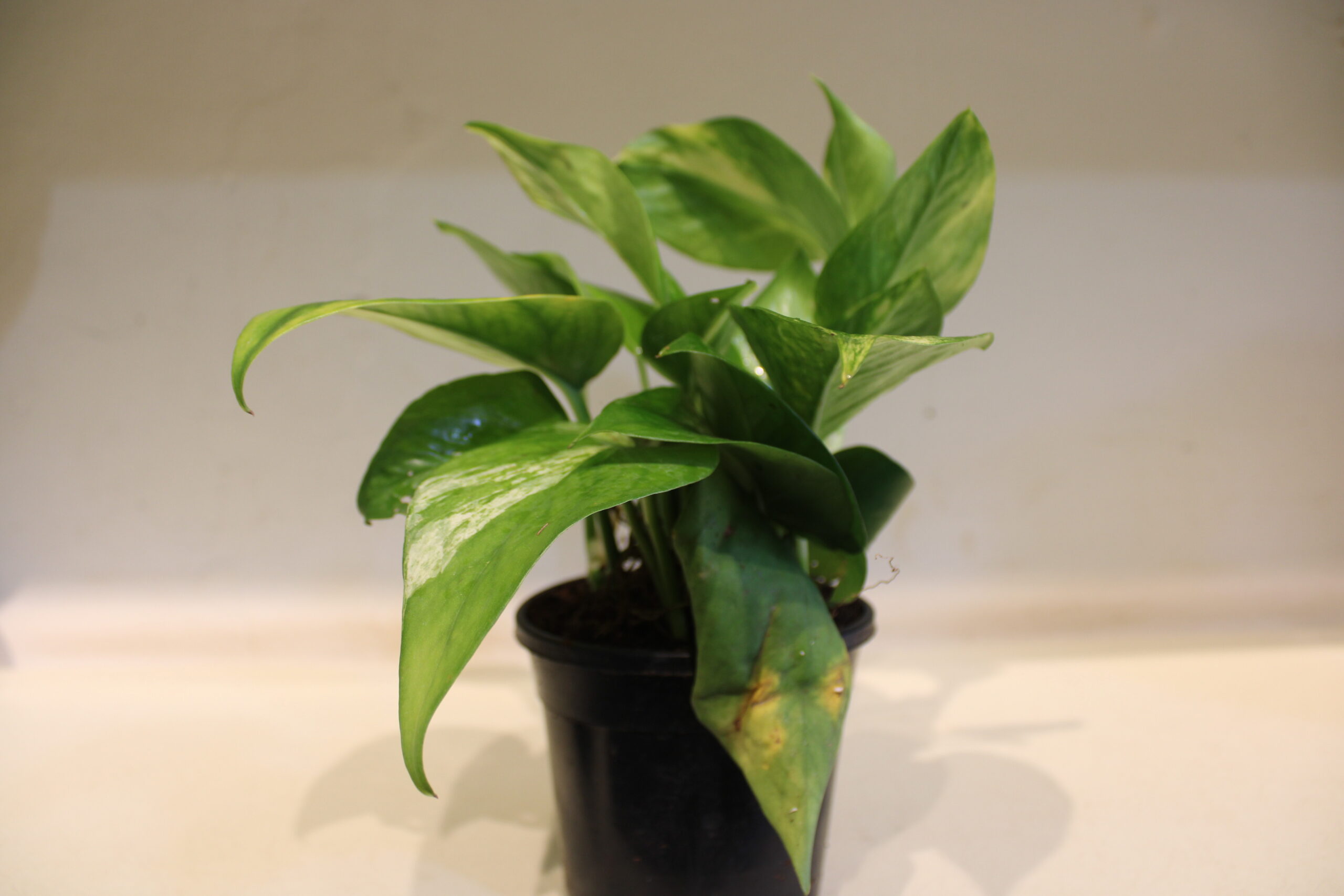 money plant gold king with pot (100)