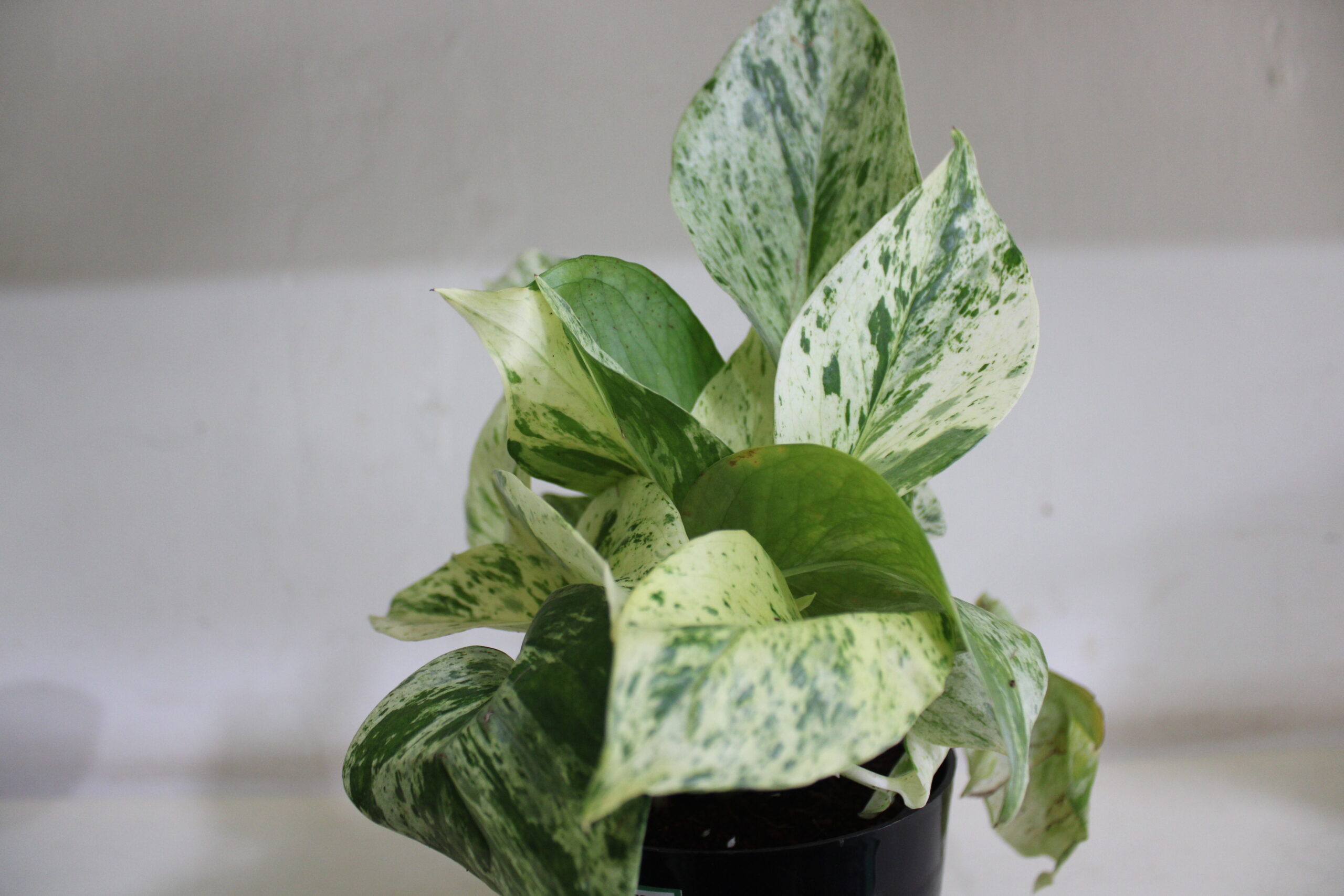 money plant marble queen(150)