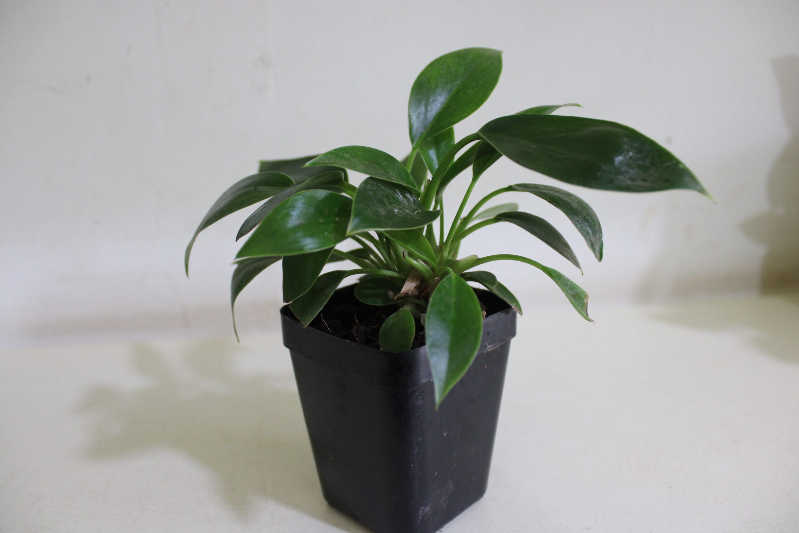 philodendron birkin with pot(180)