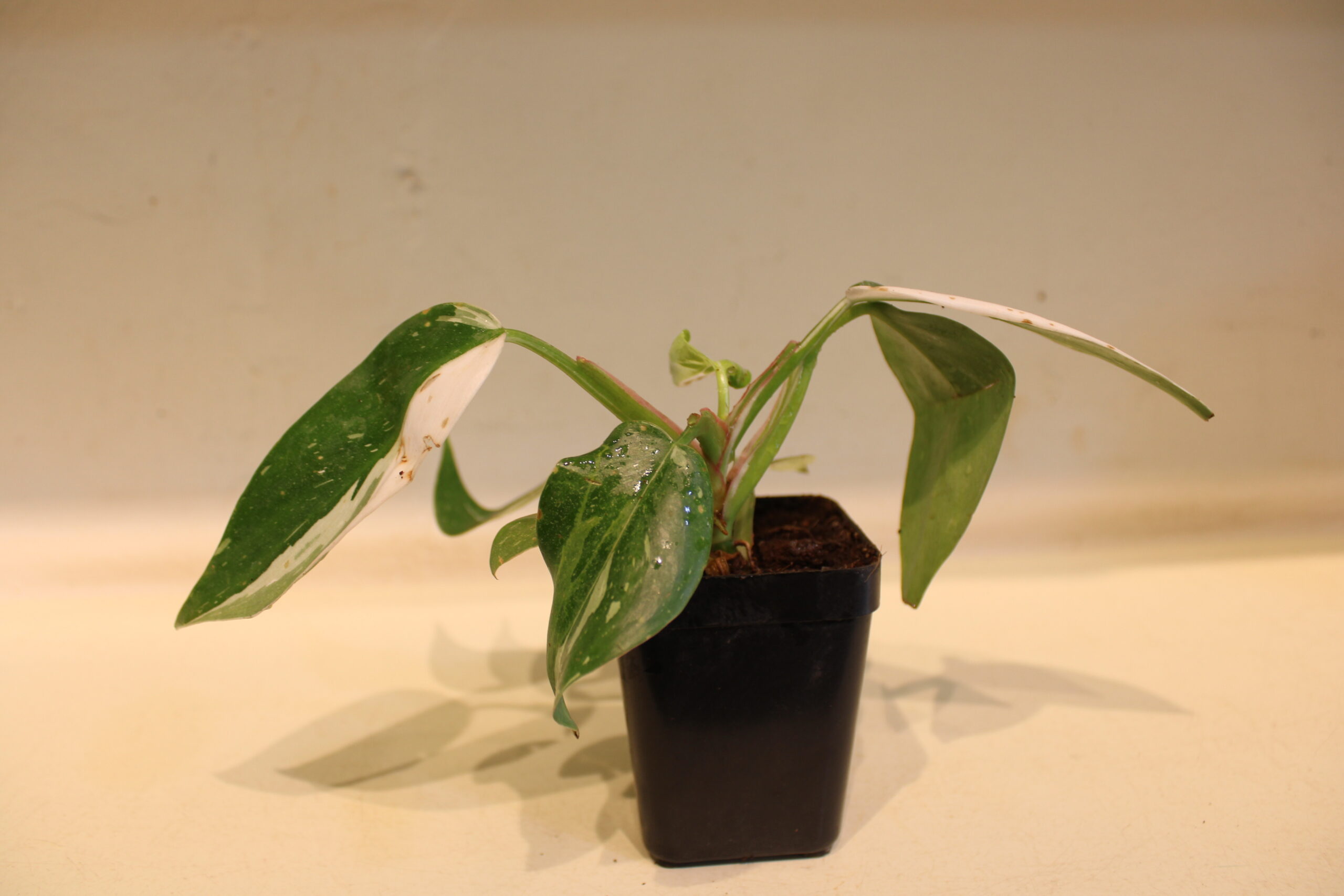 philodendron white princess with pot (180)