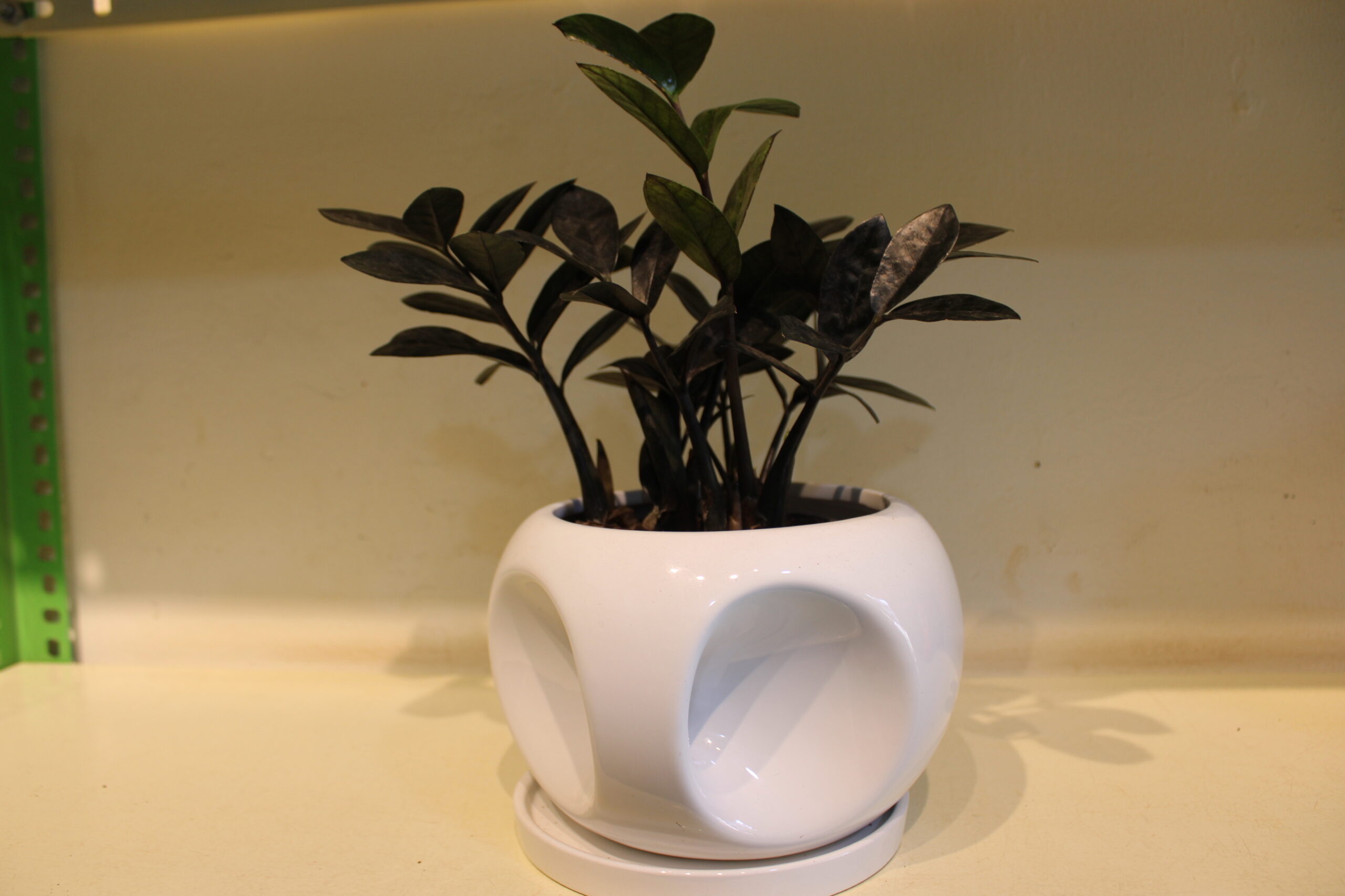 zamioculcas black with ceramic pot (1200)