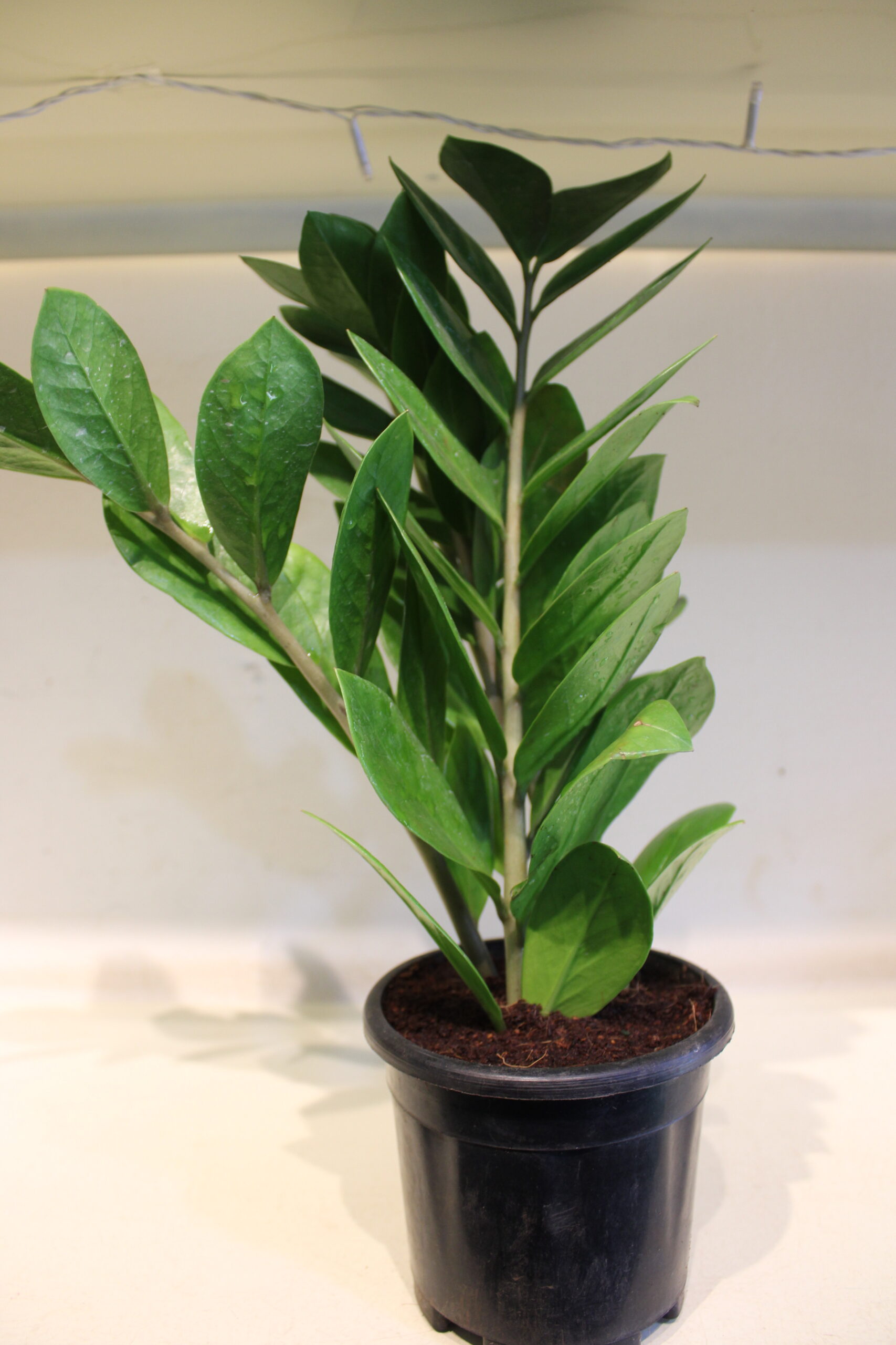 zamioculcas green (300)